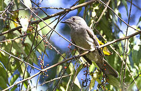 Greyish Mourner