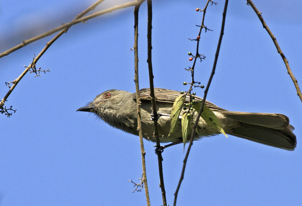 Greyish Mourner