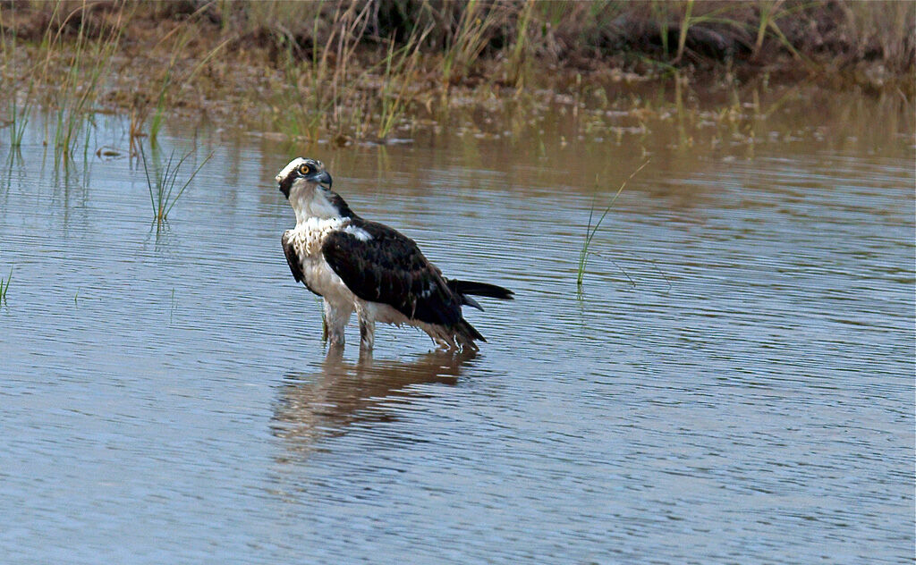 Western Osprey