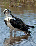 Western Osprey