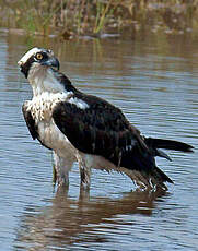 Balbuzard pêcheur