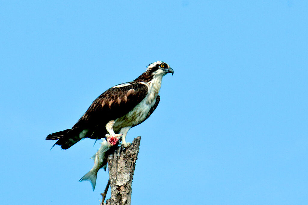 Western Osprey, feeding habits