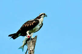 Western Osprey