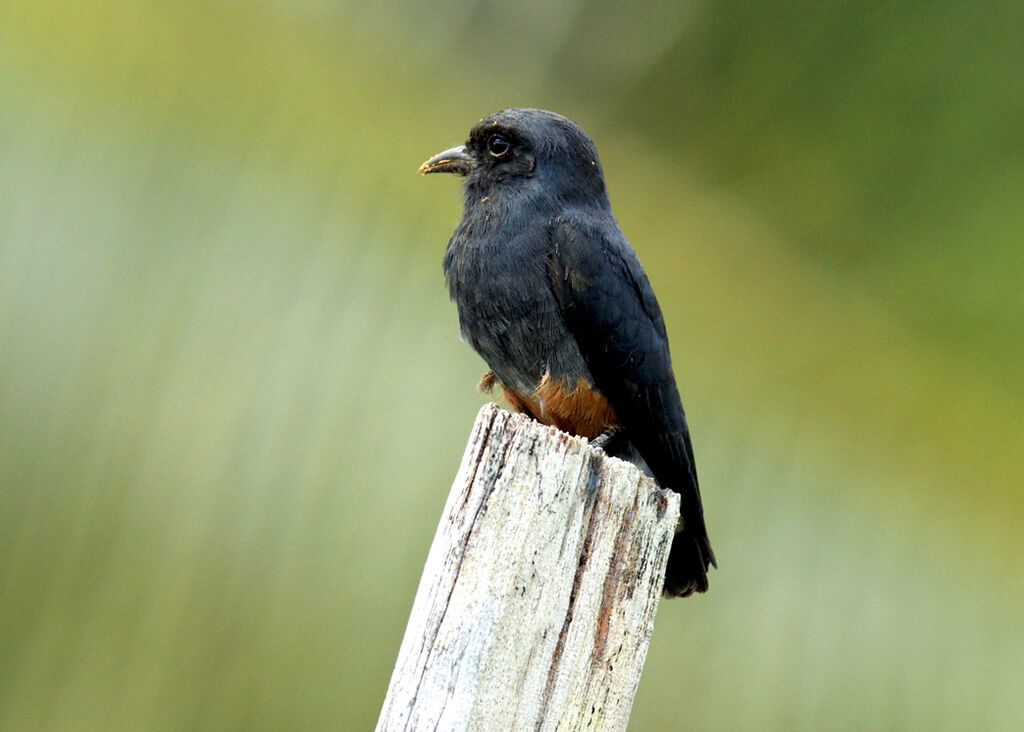 Swallow-winged Puffbird