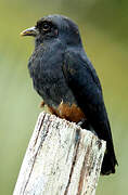 Swallow-winged Puffbird