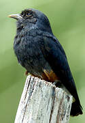 Swallow-winged Puffbird