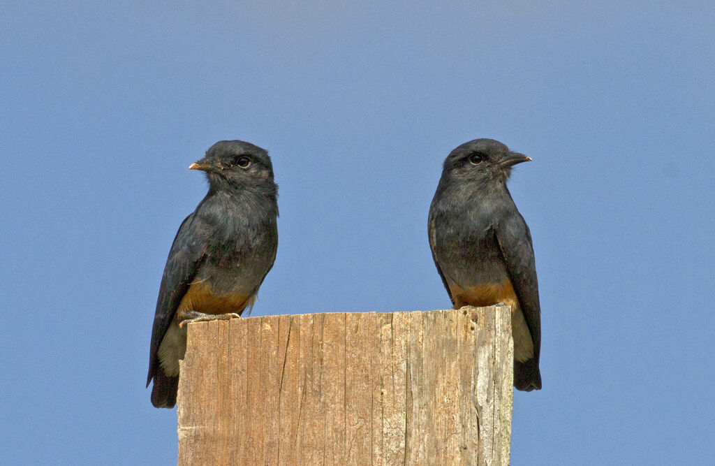 Swallow-winged Puffbird