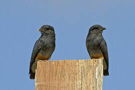 Swallow-winged Puffbird