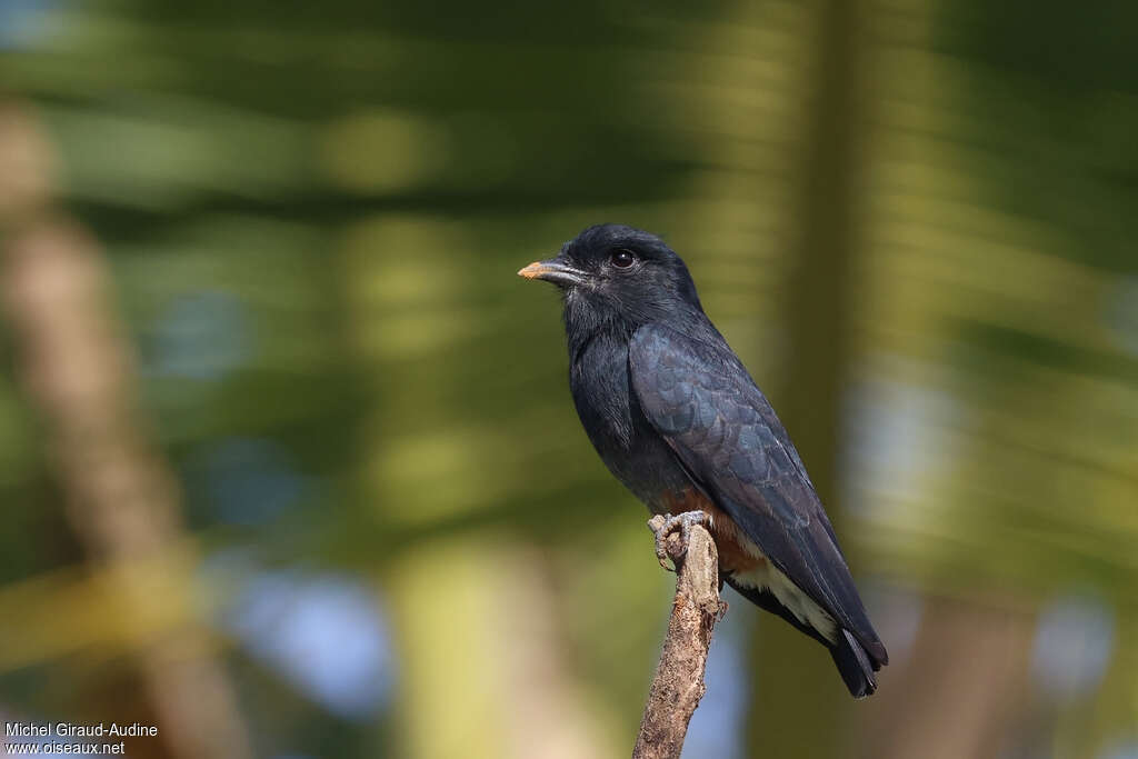 Swallow-winged Puffbirdadult, moulting, pigmentation