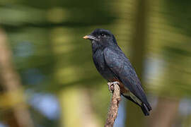 Swallow-winged Puffbird