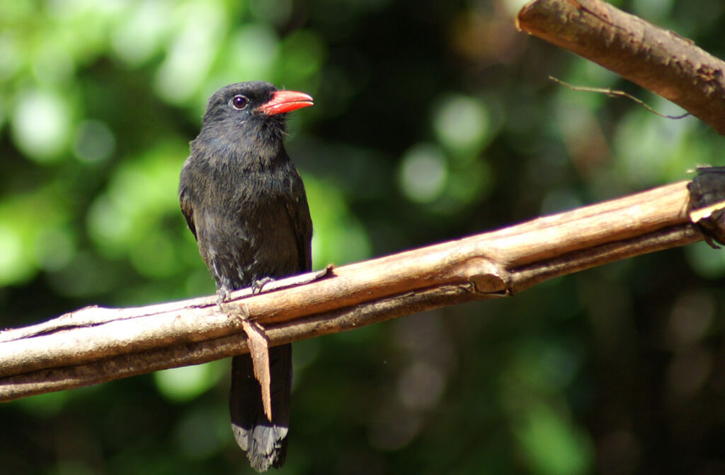 Black Nunbird, identification