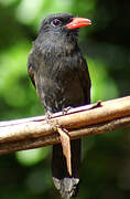 Black Nunbird