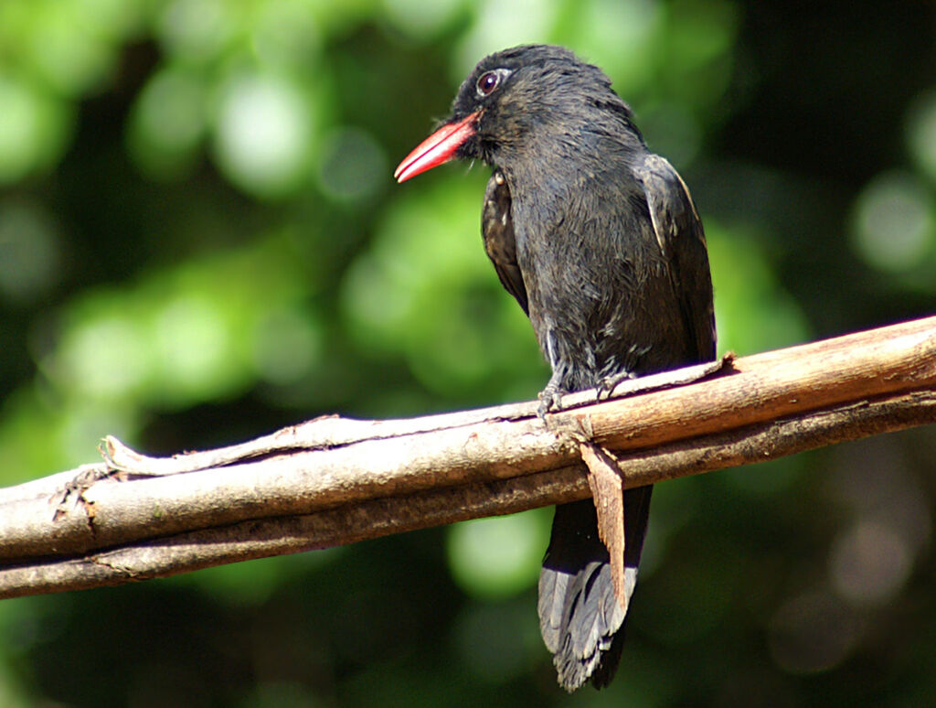 Black Nunbird, identification