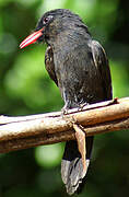 Black Nunbird