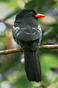 Black Nunbird