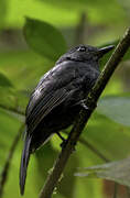 Cinereous Antshrike