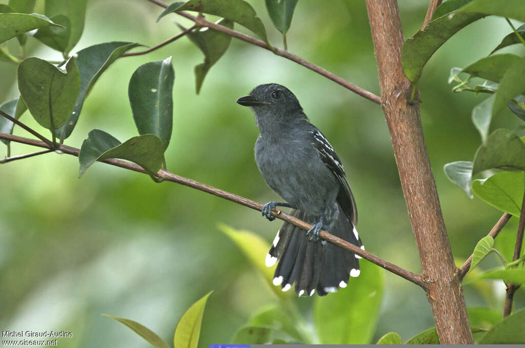 Batara d'Amazonie mâle adulte, identification