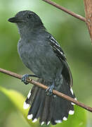 Amazonian Antshrike