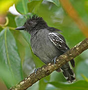 Blackish-grey Antshrike