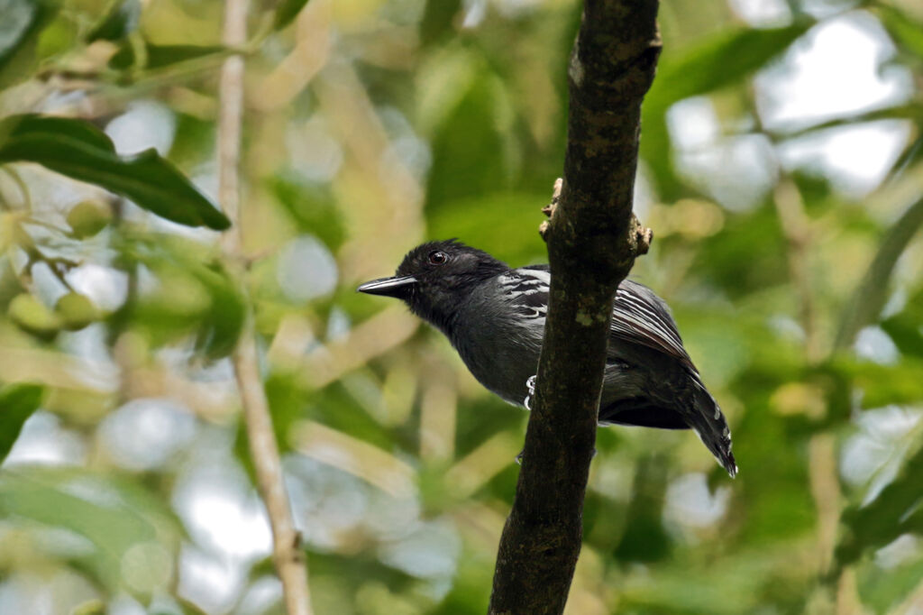 Blackish-grey Antshrike male adult