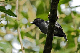 Blackish-grey Antshrike