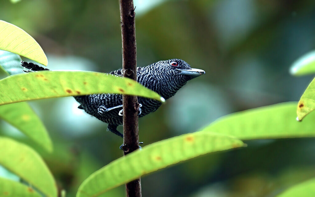 Fasciated Antshrike male adult