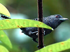 Fasciated Antshrike