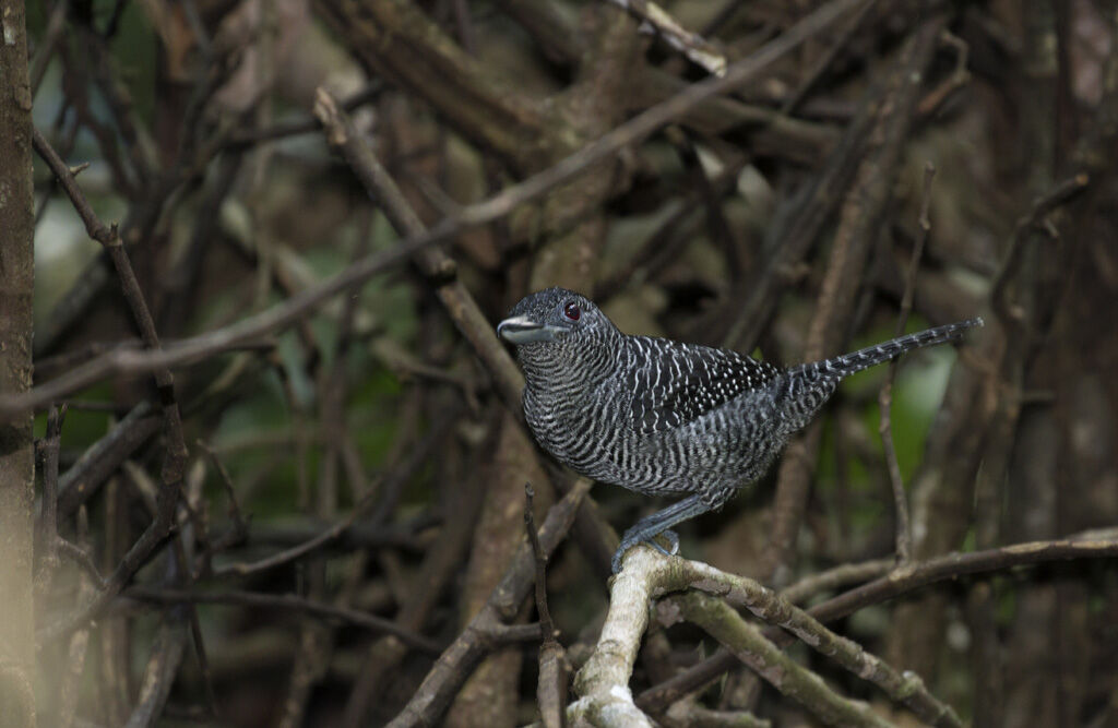 Fasciated Antshrike male adult