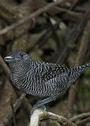 Fasciated Antshrike