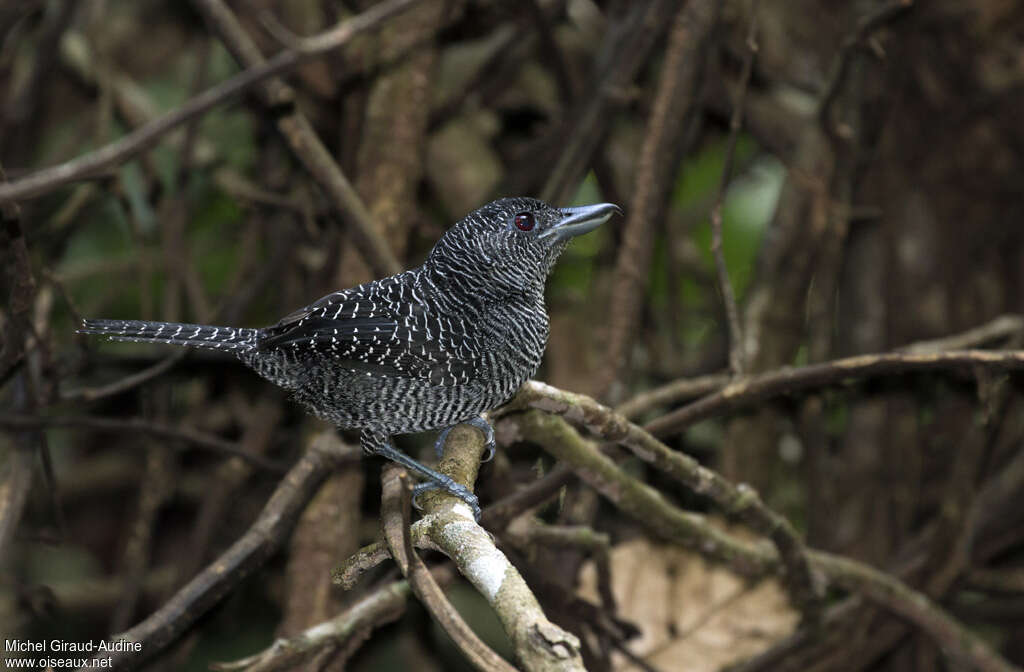 Fasciated Antshrike male adult, identification