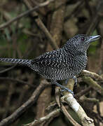 Fasciated Antshrike