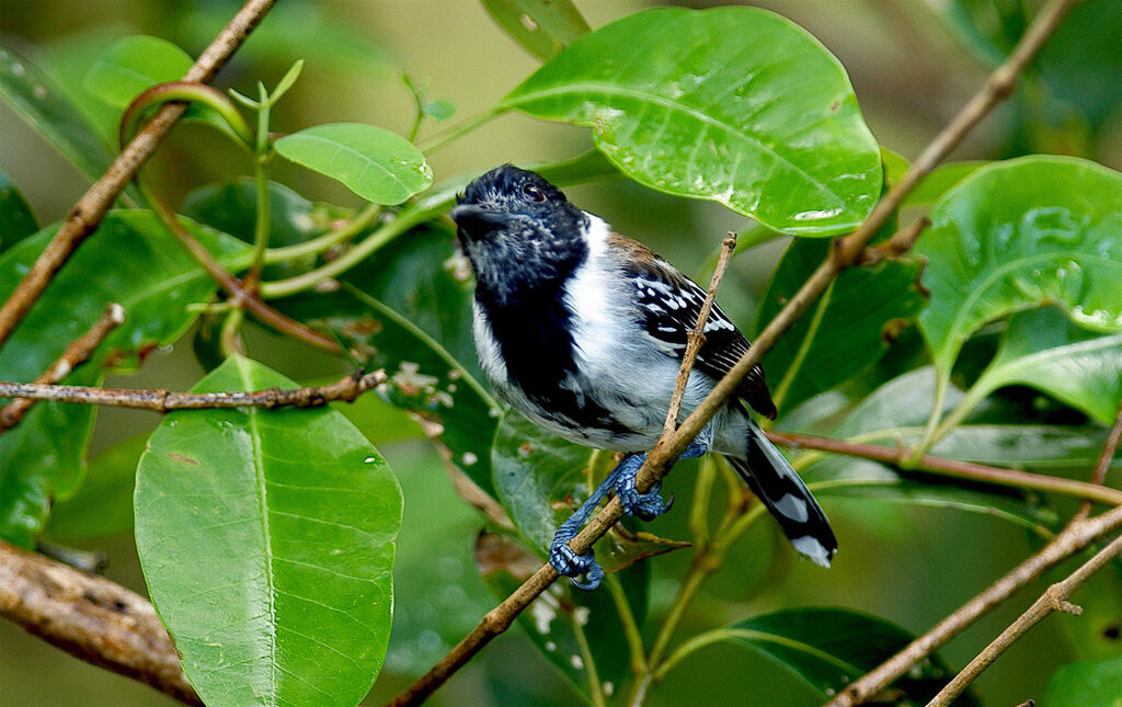 Batara huppé mâle adulte, identification