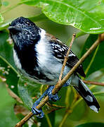 Black-crested Antshrike