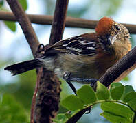 Black-crested Antshrike