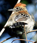 Black-crested Antshrike