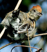 Black-crested Antshrike