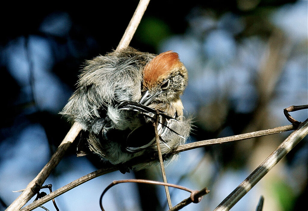 Black-crested Antshrike female adult