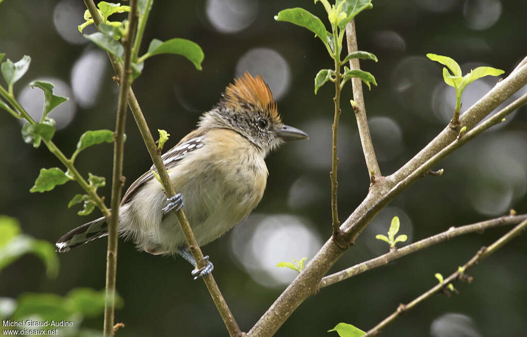 Batara huppé femelle adulte, identification