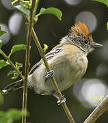 Black-crested Antshrike