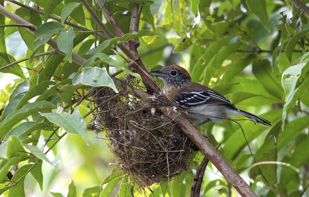 Black-crested Antshrike female adult, Reproduction-nesting