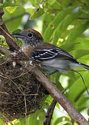 Black-crested Antshrike