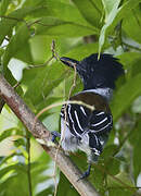 Black-crested Antshrike