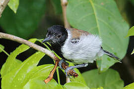 Black-crested Antshrike