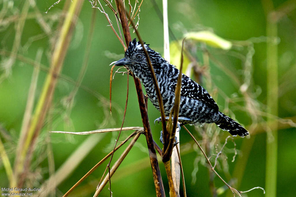 Batara rayé mâle adulte, identification