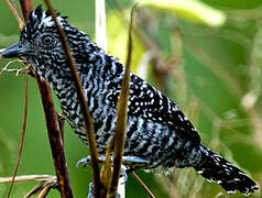 Barred Antshrike