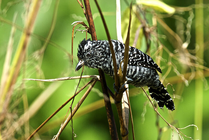 Barred Antshrike male adult, identification