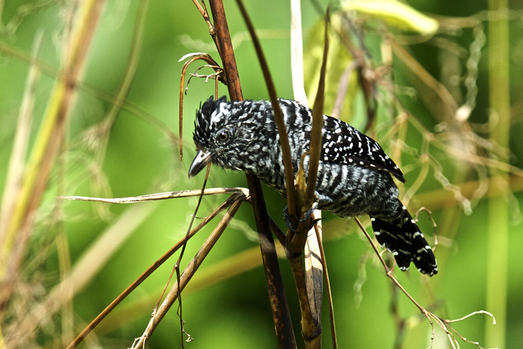 Batara rayé mâle adulte, identification