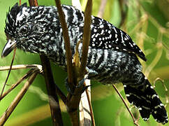 Barred Antshrike