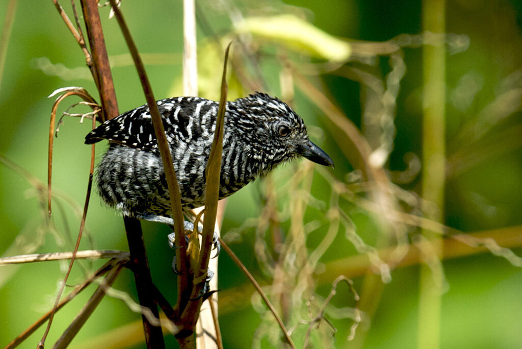 Barred Antshrike