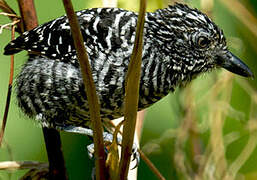 Barred Antshrike